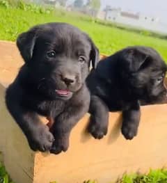 Labrador Puppy G-11/1 03229000071