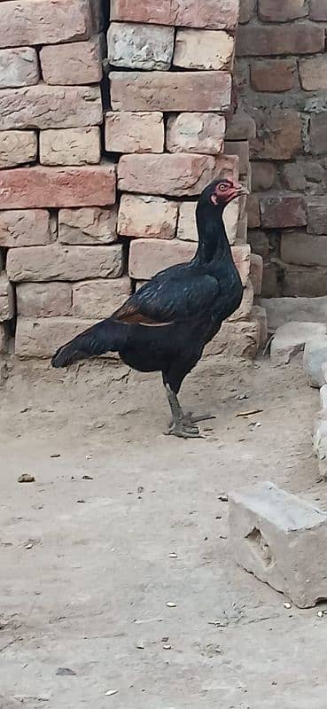 Thai Aseel|Aseel Murgha |Aseel Murgi |Aseel chicks |Aseel Hen For sale 0