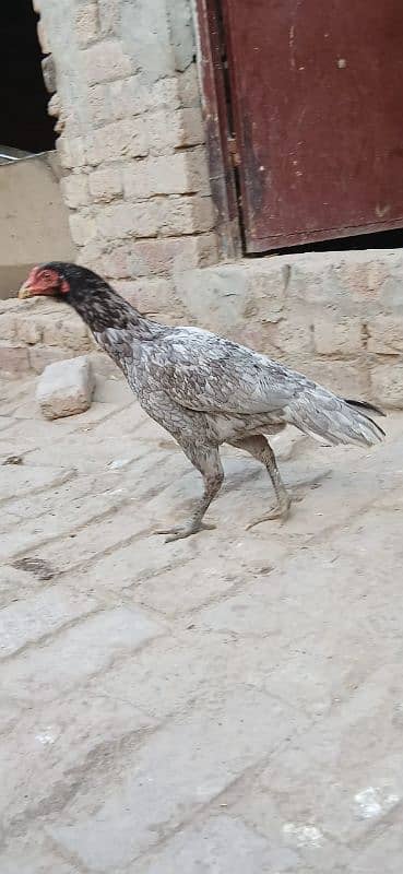 Thai Aseel|Aseel Murgha |Aseel Murgi |Aseel chicks |Aseel Hen For sale 4