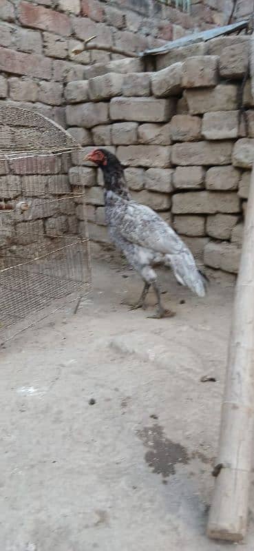 Thai Aseel|Aseel Murgha |Aseel Murgi |Aseel chicks |Aseel Hen For sale 5