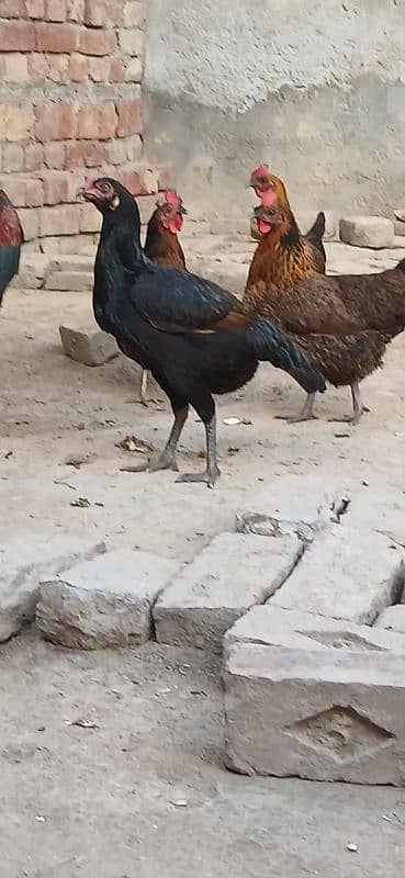 Thai Aseel|Aseel Murgha |Aseel Murgi |Aseel chicks |Aseel Hen For sale 6