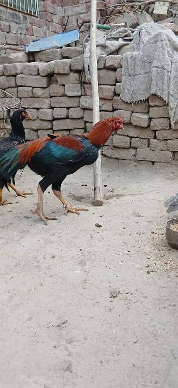 Thai Aseel|Aseel Murgha |Aseel Murgi |Aseel chicks |Aseel Hen For sale 7