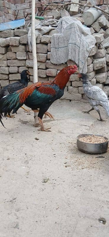 Thai Aseel|Aseel Murgha |Aseel Murgi |Aseel chicks |Aseel Hen For sale 8