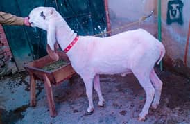 for sale 03164350590 . . zinda vzn 65kg h abi