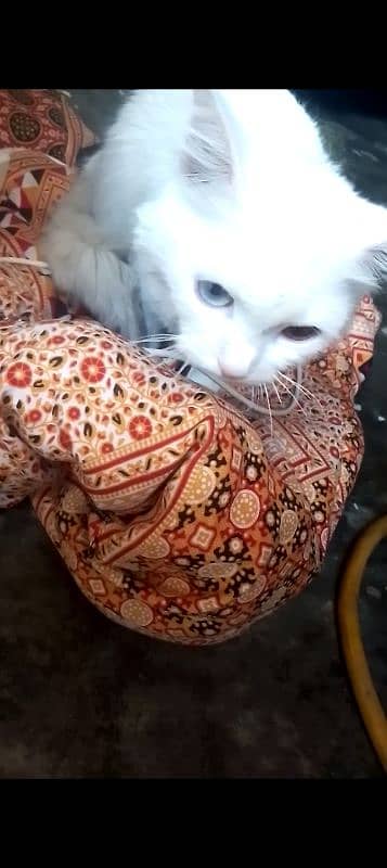 Persian cat for sale urgent 1