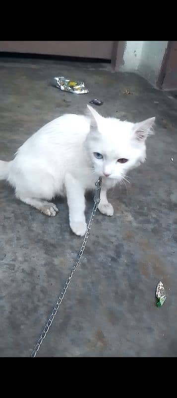 Persian cat for sale urgent 3