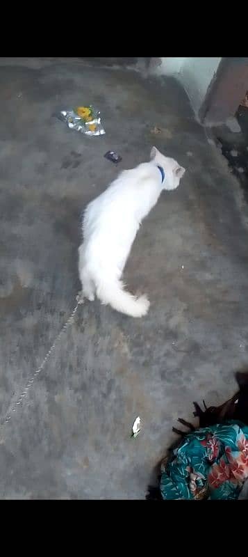 Persian cat for sale urgent 4