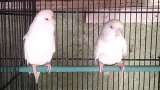 white bajri parrot pair for sale