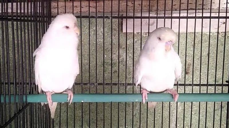 white bajri parrot pair for sale 0