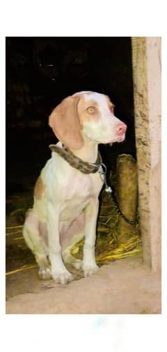 pointer female for sale