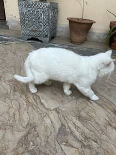 White persian cat kitten 3 month age