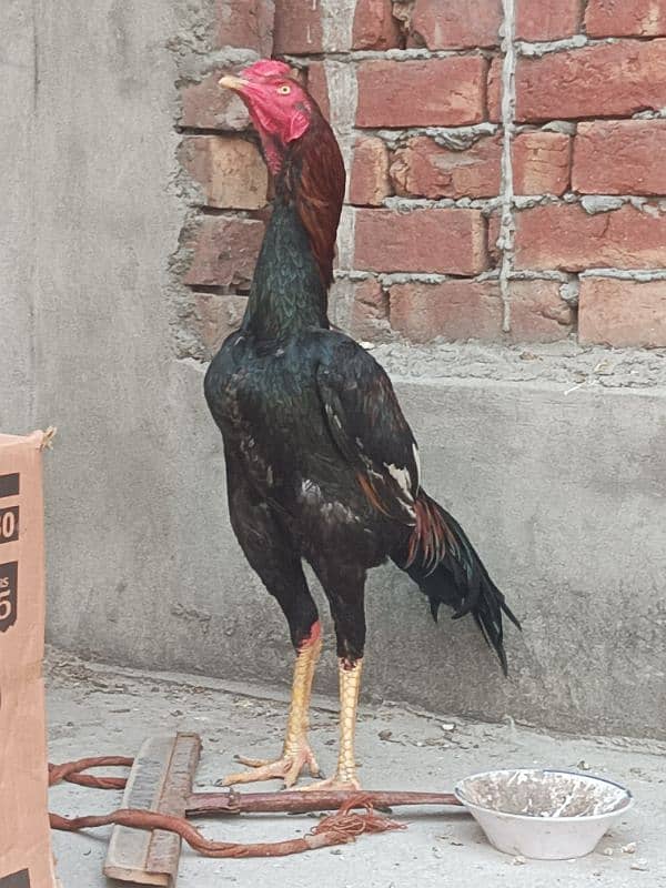 Pur pakoy female or Pur Pakistani patha for sale 1