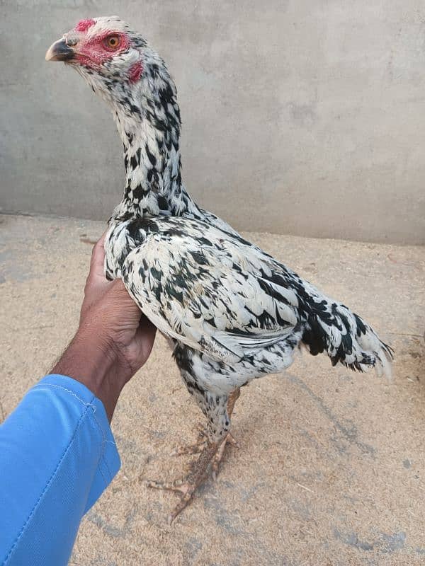 Pur pakoy female or Pur Pakistani patha for sale 5