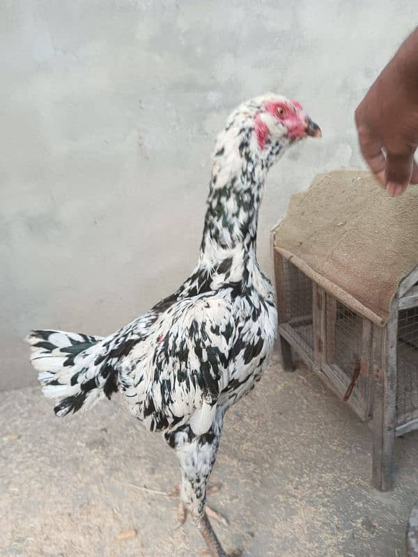 Pur pakoy female or Pur Pakistani patha for sale 6