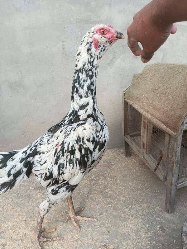 Pur pakoy female or Pur Pakistani patha for sale 7