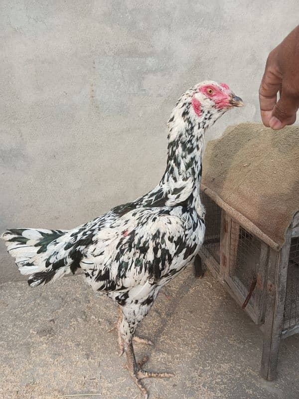 Pur pakoy female or Pur Pakistani patha for sale 8