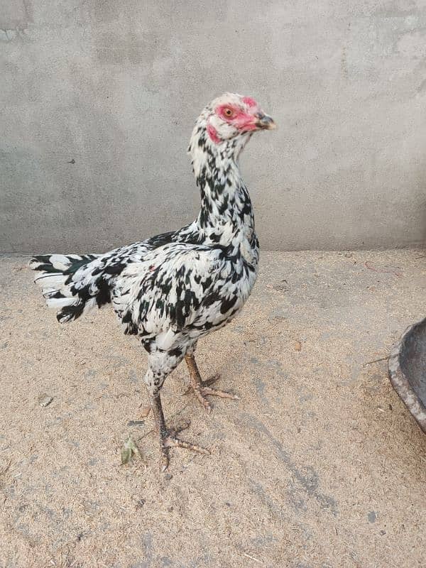 Pur pakoy female or Pur Pakistani patha for sale 9