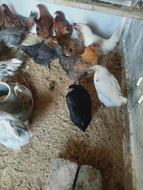 Desi hens eggs deny wali urgent sale 1