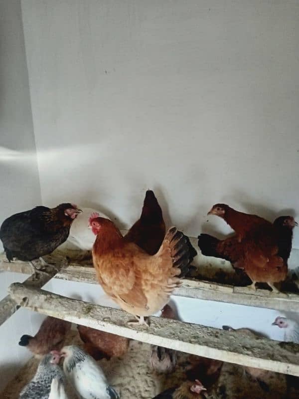 Desi hens eggs deny wali urgent sale 2