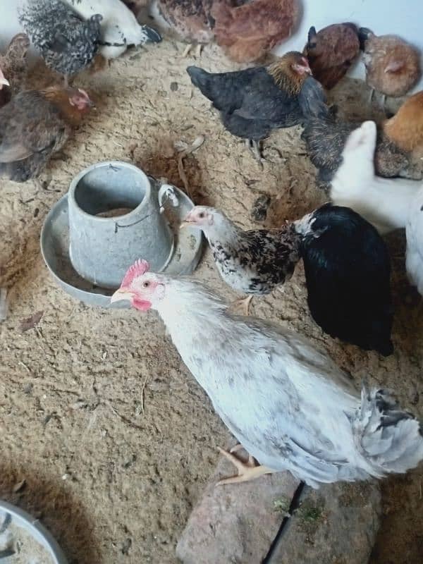 Desi hens eggs deny wali urgent sale 3