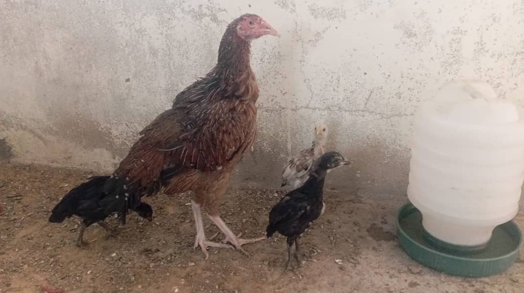 Aseel Murgi Best Breed With  Chicks 2