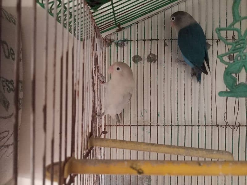 lovebird pair 0