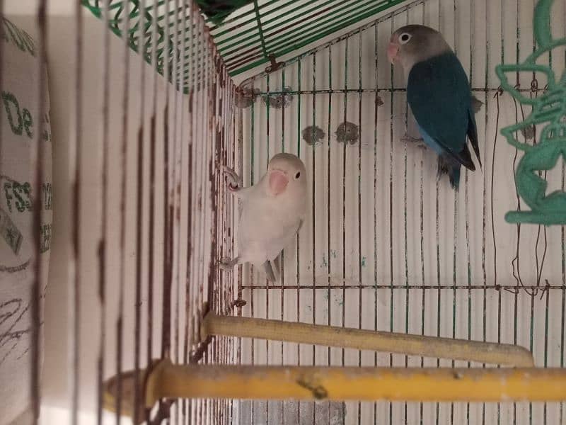 lovebird pair 1