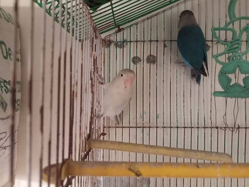 lovebird pair 2