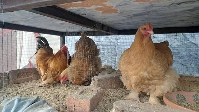 Golden Buff For Sale (  2 Hens & 1 Rooster). 0