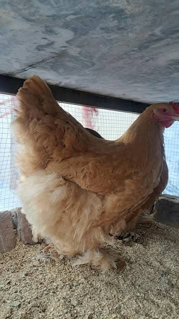 Golden Buff For Sale (  2 Hens & 1 Rooster). 1