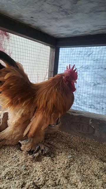 Golden Buff For Sale (  2 Hens & 1 Rooster). 2