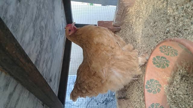 Golden Buff For Sale (  2 Hens & 1 Rooster). 3