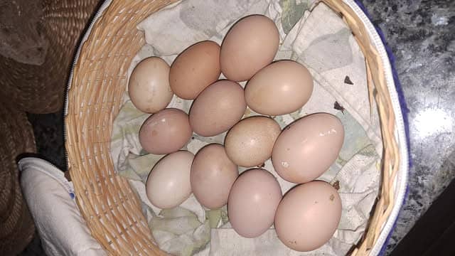 Golden Buff For Sale (  2 Hens & 1 Rooster). 4