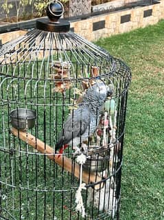 African Grey Parrot for immediate sell