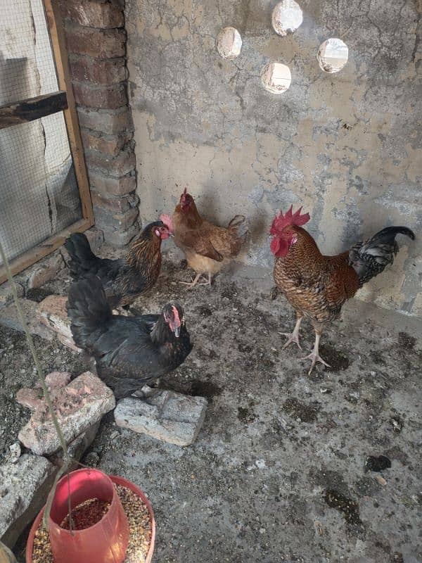 golden mesri hens 3 hens 1 roster 3 hens eggs dyti ha ghr ki 2