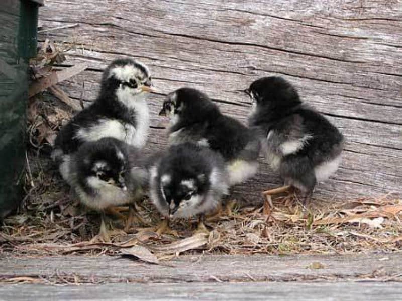 Australorp chick 0