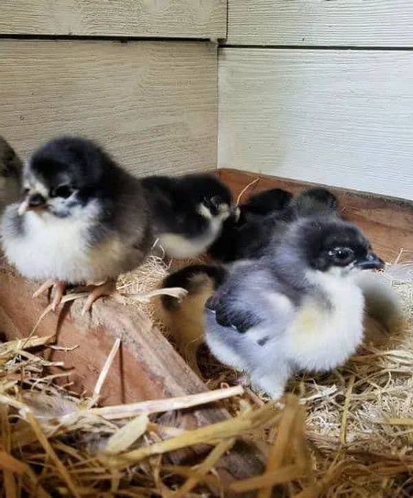 Australorp chick 1