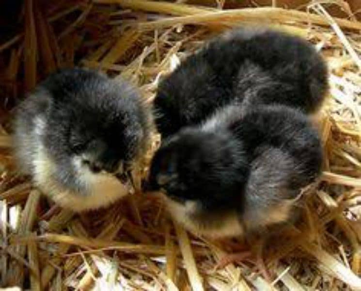 Australorp chick 2