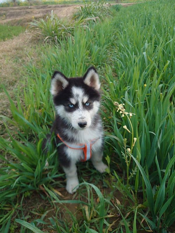 Husky male Blue eyes 0