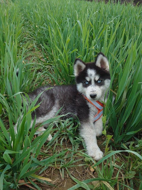 Husky male Blue eyes 1