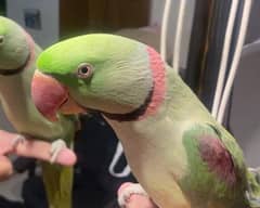 Tamed and breeding parrots pair