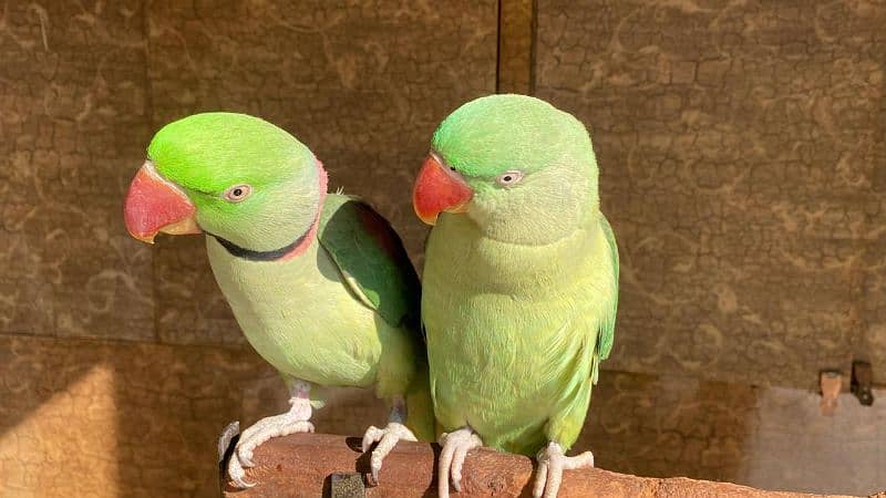 Tamed and breeding parrots pair 1