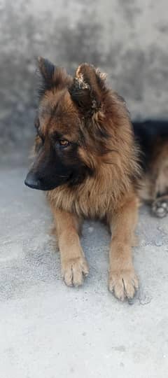 German Shepherd Male