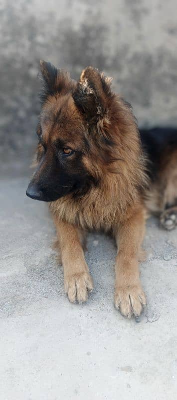 German Shepherd Male 0