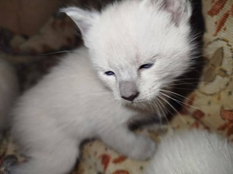 Siamese kitten / cat /white male cat/triple coated/kittens /doll face 1