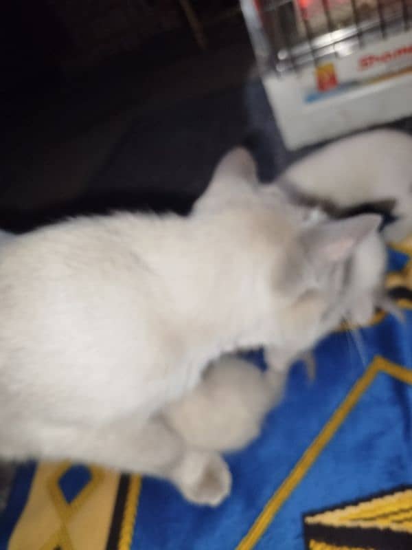 Siamese kitten / cat /white male cat/triple coated/kittens /doll face 3