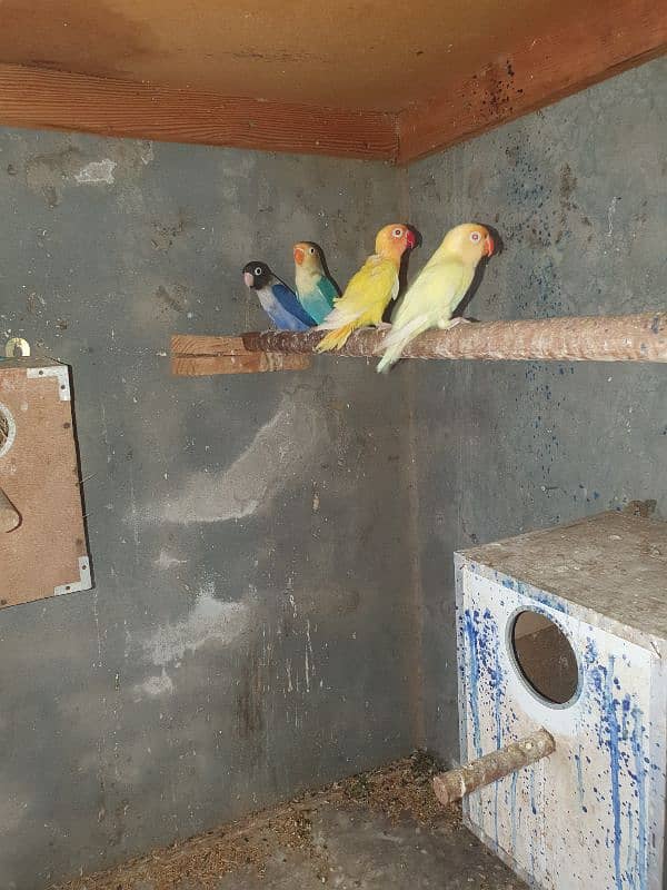 5 pairs of love birds 3 chiks 1 adult male 1 Three portions cage 3