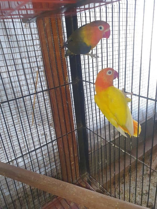 5 pairs of love birds 3 chiks 1 adult male 1 Three portions cage 9