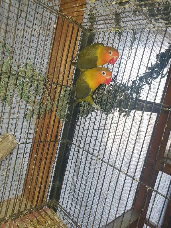 5 pairs of love birds 3 chiks 1 adult male 1 Three portions cage 11