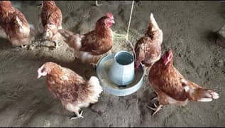 MATURE LOHMAN BROWN HENS with good average laying eggs